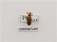 藏品(叩頭蟲(2))的圖片